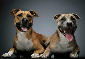 twee Staffordshire terriër in een donker studio foto