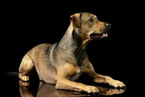 studio schot van een aanbiddelijk gemengd ras hond foto