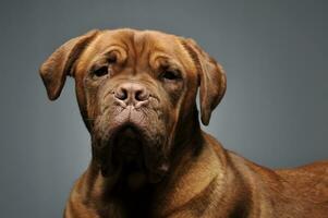 Bordeaux hond portret in een grijs studio foto