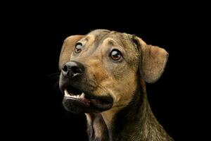 portret van een aanbiddelijk gemengd ras hond foto