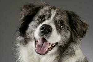 studio schot van een schattig grens collie puppy foto