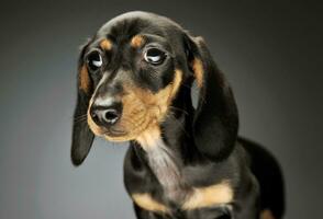 portret van en aanbiddelijk teckel puppy foto