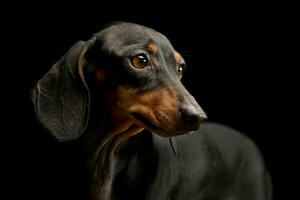 portret van een aanbiddelijk teckel hond foto