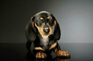 studio schot van een aanbiddelijk teckel puppy foto