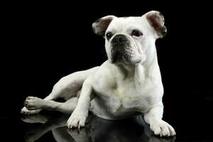 wit Frans bulldog met grappig oren poseren in een donker foto studio