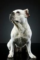 wit Frans bulldog met grappig oren poseren in een donker foto studio