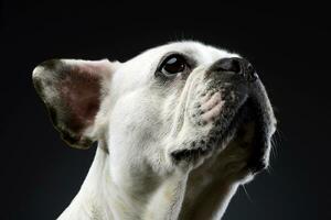 wit Frans bulldog met grappig oren poseren in een donker foto studio