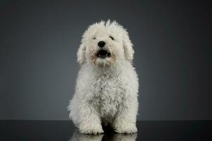 studio schot van een schattig puli puppy foto