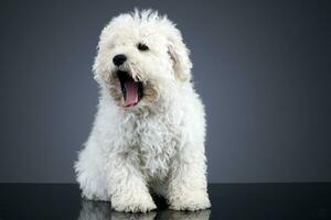 studio schot van een schattig puli hond foto