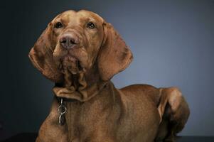 Hongaars vizsla aan het liegen in donker achtergrond foto