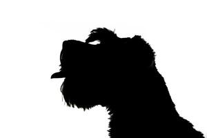 silhouet van een aanbiddelijk miniatuur schnauzer foto