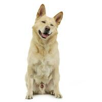 gemengd ras grappig gezicht hond zittend in wit foto