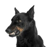 angstig beauceron knippert tanden in een wit foto studio achtergrond