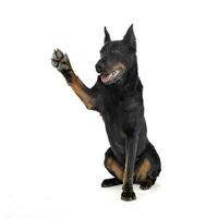 lief beauceron geven hoog vijf in een wit foto studio achtergrond