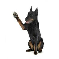 lief beauceron geven hoog vijf in een wit foto studio achtergrond