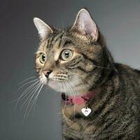 portret van een aanbiddelijk gestreept kat foto