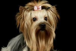 portret van een aanbiddelijk yorkshire terriër yorkie foto