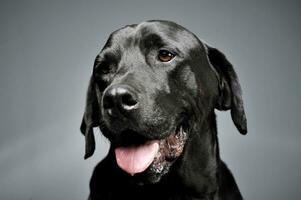 portret van een aanbiddelijk labrador retriever op zoek merkwaardig - geïsoleerd Aan grijs achtergrond foto