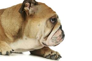 portret van een aanbiddelijk Engels bulldog foto