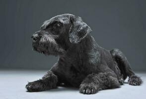 reusachtig schnauzer ontspannende in een studio verdieping foto