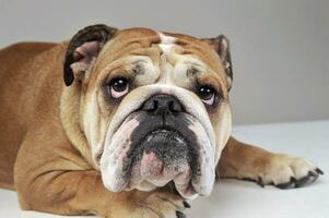bulldog portret in grijs studio foto
