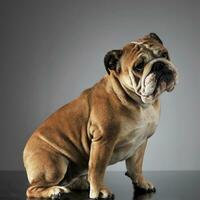 bulldog zittend in een grijs foto studio