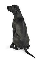 gemengd ras zwart hond tonen zijn ridgeback in wit studio foto