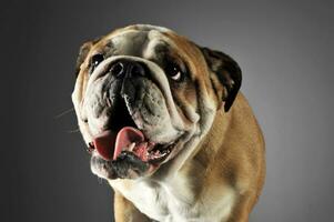 bulldog portret in een grijs foto studio
