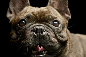 portret van een aanbiddelijk Frans bulldog foto