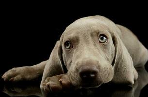 studio schot van een mooi weimaraner puppy foto