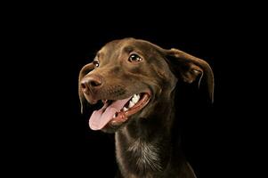 portret van een aanbiddelijk gemengd ras puppy foto