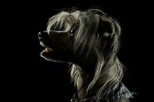 portret van een aanbiddelijk Chinese kuif- hond op zoek merkwaardig foto