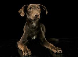 grappig oren gemengd ras bruin hond in zwart studio achtergrond foto
