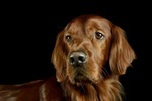 portret van een aanbiddelijk Iers setter foto