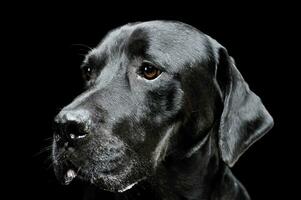 portret van een aanbiddelijk labrador retriever op zoek merkwaardig - geïsoleerd Aan zwart achtergrond foto