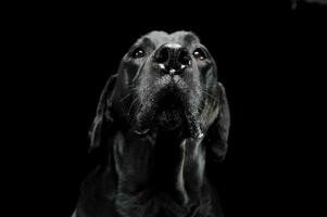 verdrietig zwart gemengd ras hond met mooi ogen portret in een zwart studio foto