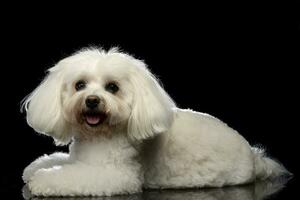 studio schot van een schattig bolognese hond foto