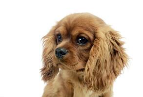 schattig puppy cavalier koning Charles spaniel in studio foto