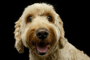 portret van een aanbiddelijk bolognese hond foto