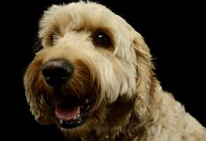 portret van een lief lagotto foto