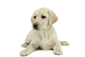 labrador puppy studio schot foto