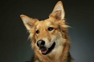 portret van een aanbiddelijk herder hond foto