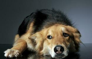 gemengd ras hond op zoek zijwaarts in een ontspannende verdieping studio foto