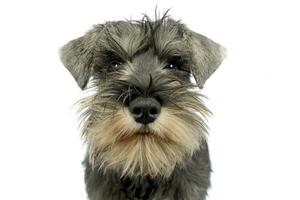 puppy schnauzer portret in wit studio foto