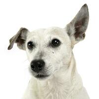 grappig oren gemengd ras hond portret in wit studio foto