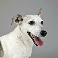 grappig oren gemengd ras hond portret in grijs studio foto