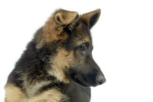 vliegend oren puppy Duitse herder portret in een wit foto studio