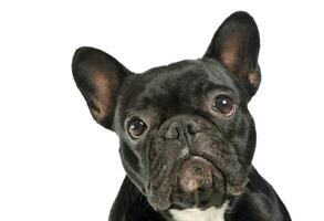 portret van een aanbiddelijk Frans bulldog op zoek merkwaardig Bij de camera foto