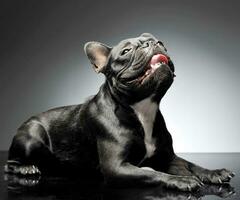 Frans bulldog op zoek omhoog in de grijs studio foto