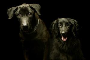 portret van twee aanbiddelijk gemengd ras hond foto